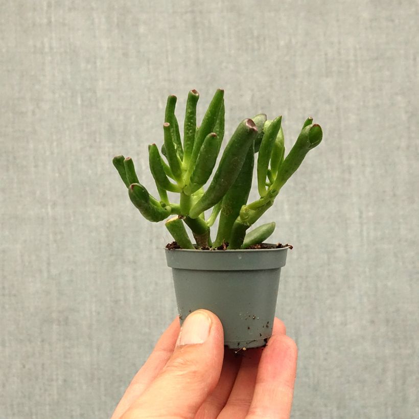 Crassula ovata Gollum (Coral) miniplanta Ejemplar entregado en la primavera