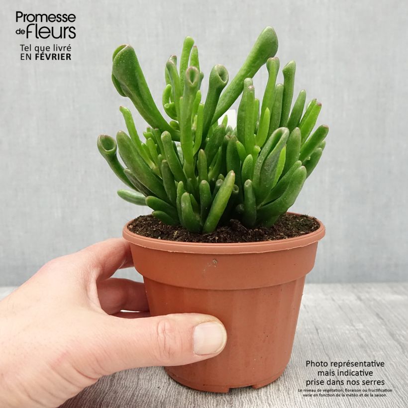 Crassula ovata Hobbit Maceta de 12 cm / 13 cm Ejemplar entregado en invierno