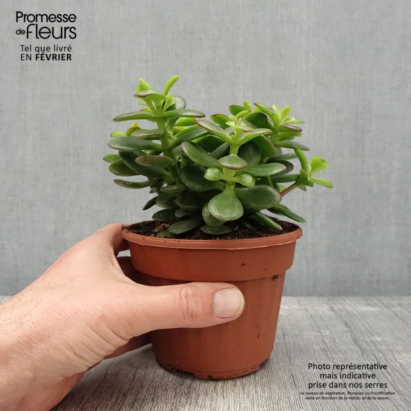 Crassula ovata Minor Maceta 1,5L/2L Ejemplar entregado en invierno