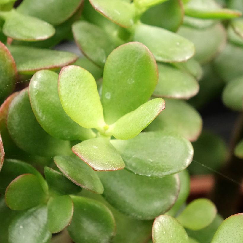 Crassula ovata Minor (Follaje)