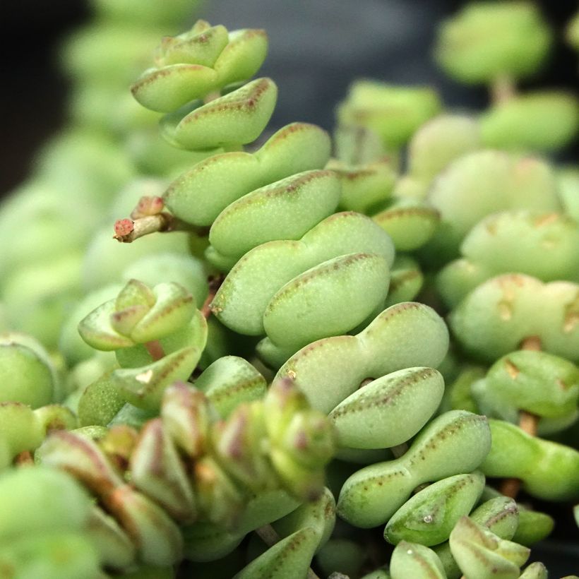 Crassula rupestris subsp. marnieriana (Follaje)