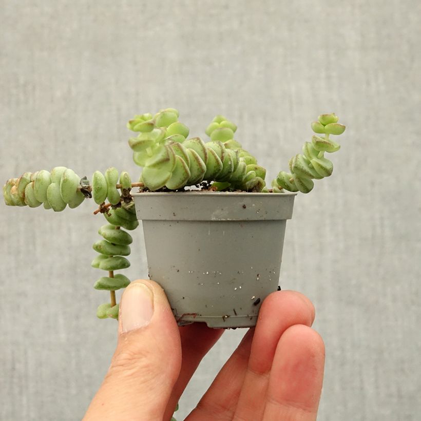 Crassula rupestris subsp. marnieriana miniplanta Ejemplar entregado en la primavera