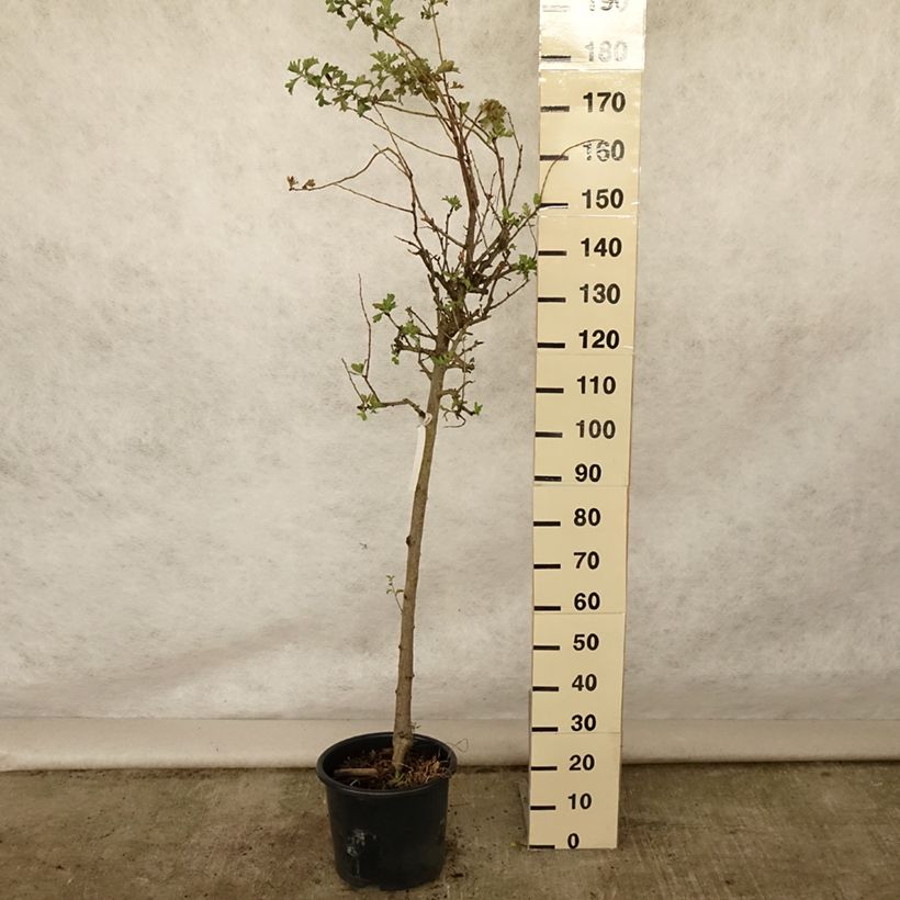 Ejemplar de Acerolo - Crataegus azarolus Maceta 12L/15L, Medio tallo entregado en verano