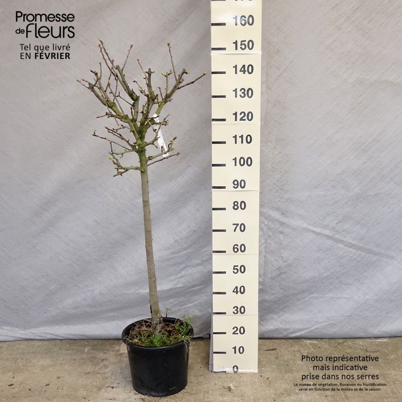 Acerolo - Crataegus azarolus Maceta 12L/15L Ejemplar entregado en invierno
