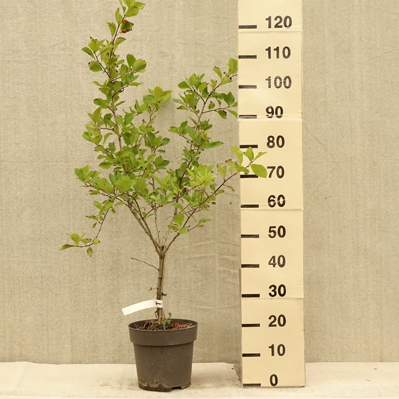 Ejemplar de Espino de espolones​ - Crataegus crus-galli Maceta 6L/7L entregado en verano