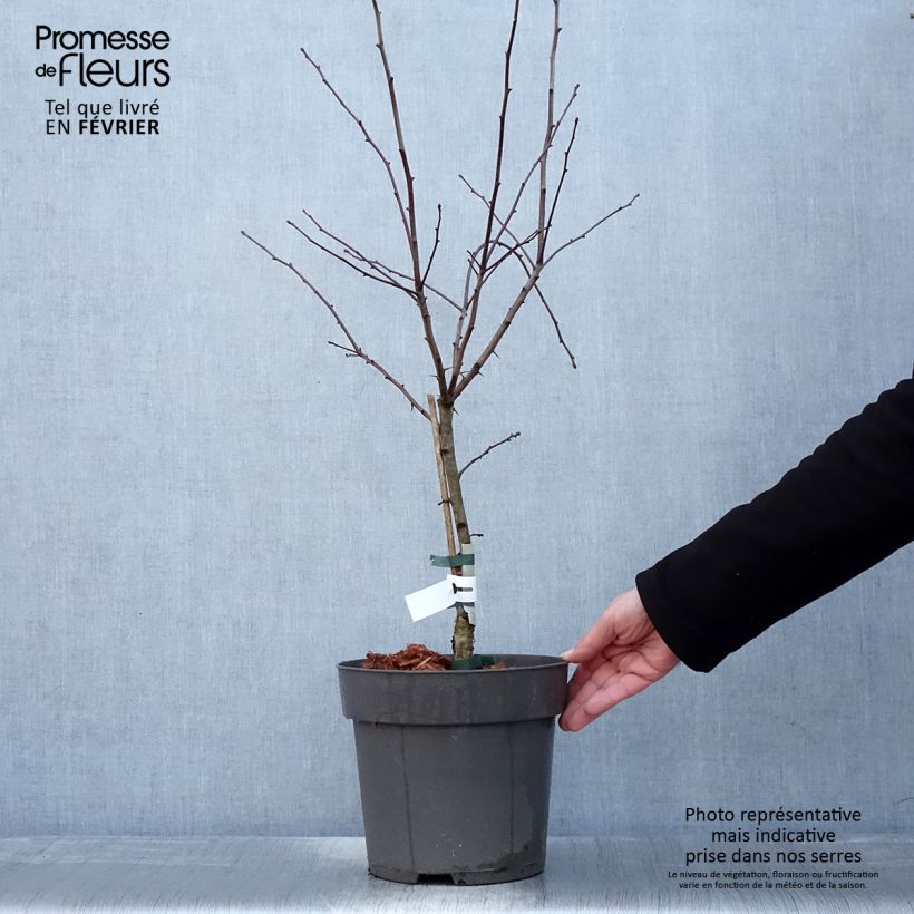 Espino de espolones​ - Crataegus crus-galli Maceta 6L/7L Ejemplar entregado en invierno