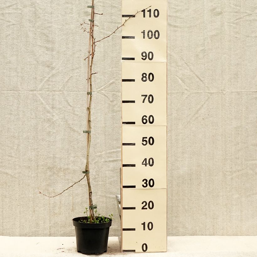Espino blanco - Crataegus laevigata Auriculata Maceta 3L/4L Ejemplar entregado en la primavera