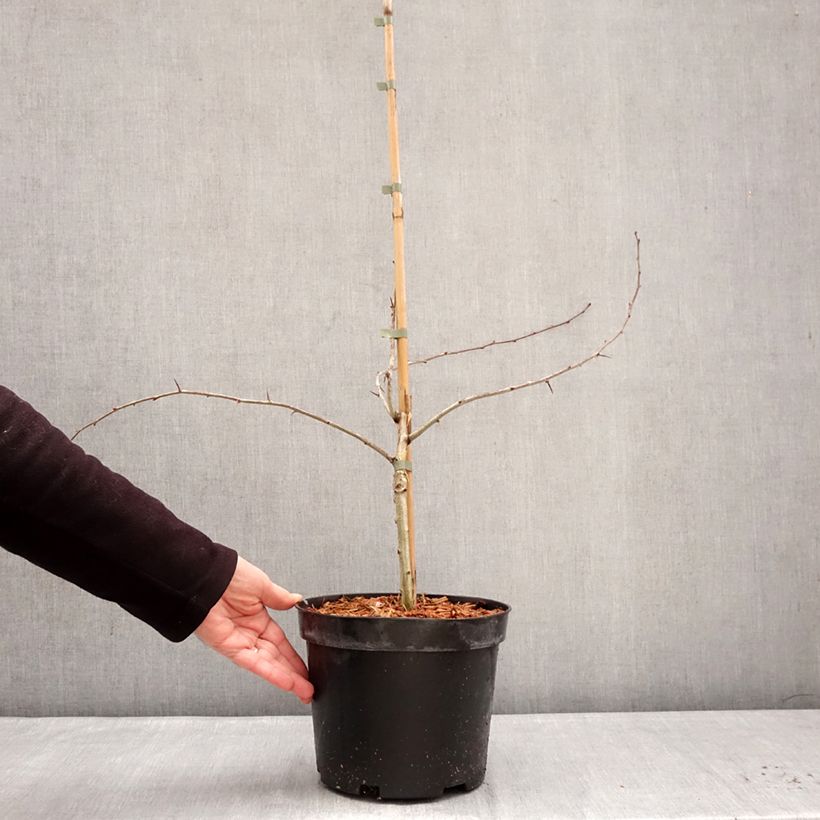 Espino blanco - Crataegus laevigata Masekii Maceta 4L/5L, Formación arbustiva Ejemplar entregado en invierno