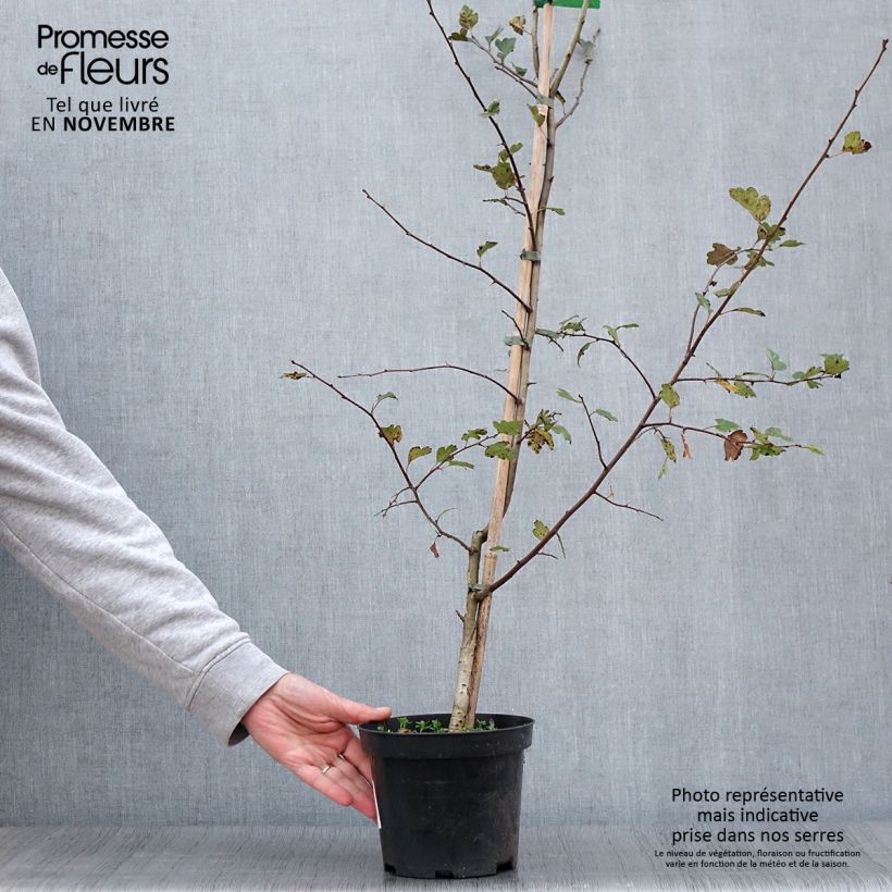 Ejemplar de Espino blanco - Crataegus laevigata Mutabilis Ravnholdt Maceta 4L/5L entregado en otoño