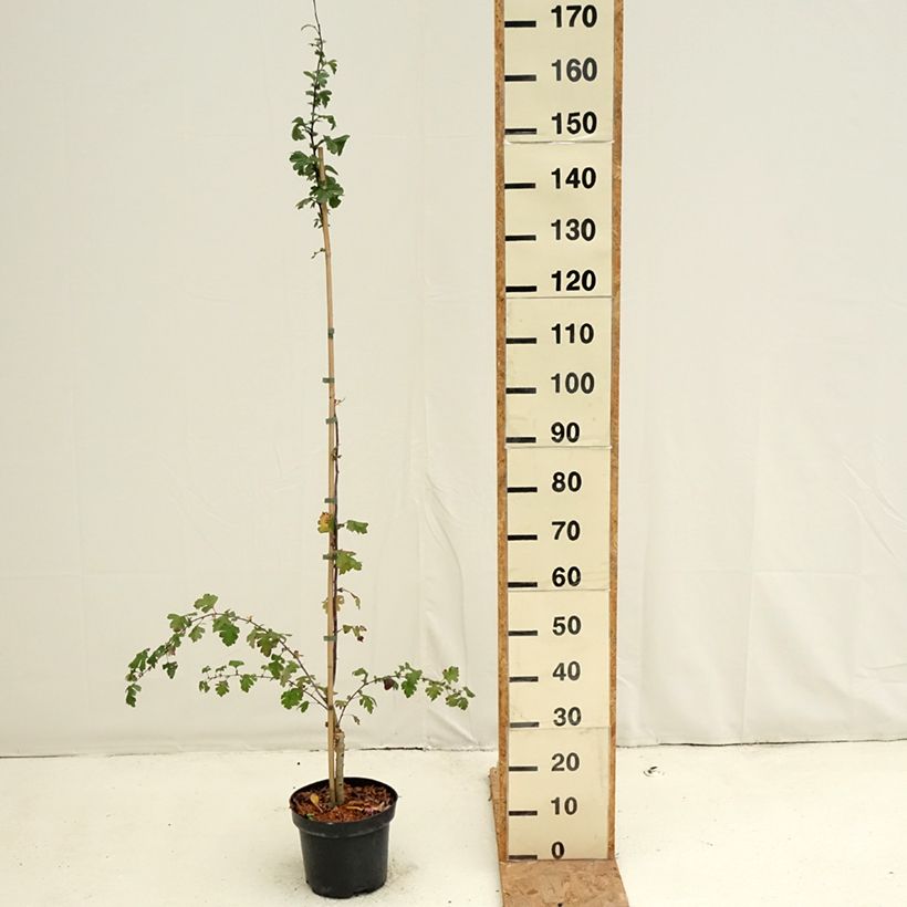 Ejemplar de Crataegus Princesse Sturdza - Espino Maceta 4L/5L entregado en otoño