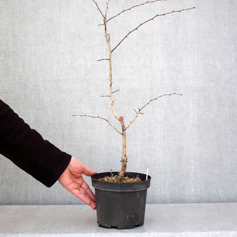 Espino blanco - Crataegus laevigata Rosea Flore Pleno Maceta 3L/4L Ejemplar entregado en la primavera