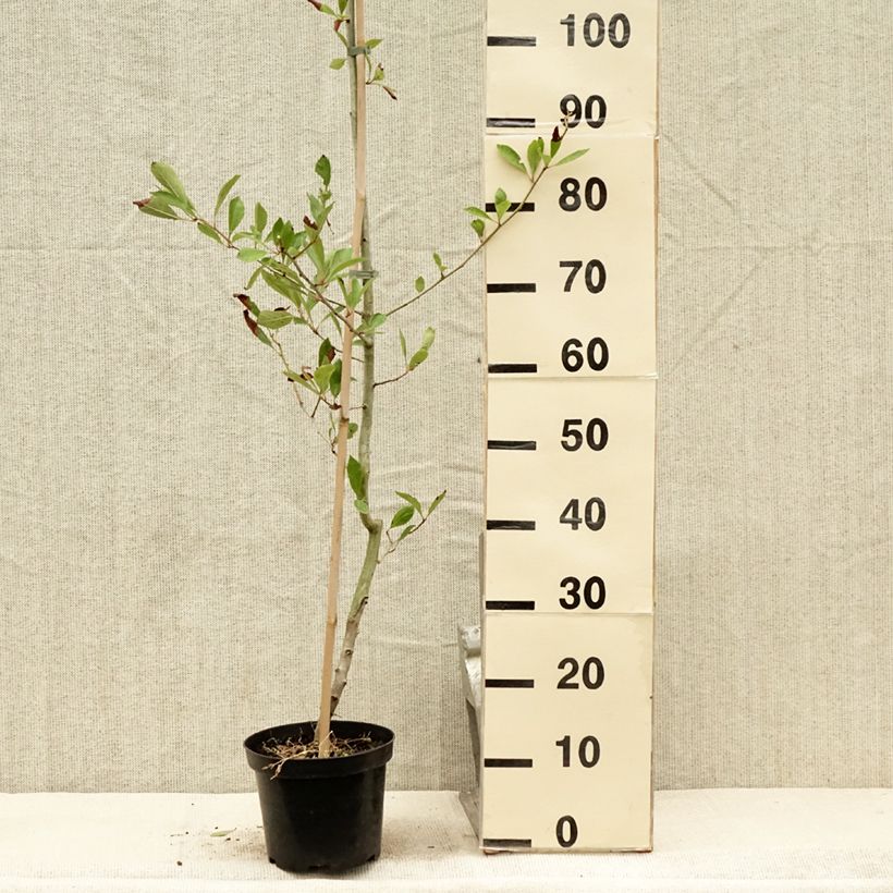 Ejemplar de Espino - Crataegus lavallei Carrierei Maceta 3L/4L entregado en verano