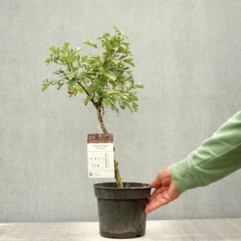 Ejemplar de Espino albar - Crataegus monogyna Compacta Maceta 3L/4L entregado en verano