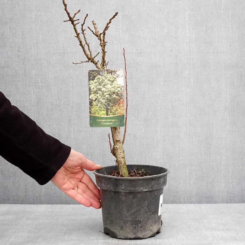 Espino albar - Crataegus monogyna Compacta Maceta 3L/4L Ejemplar entregado en invierno