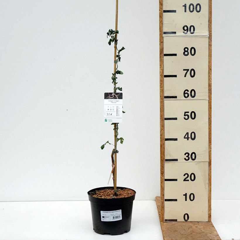 Ejemplar de Espino albar - Crataegus monogyna Flexuosa Maceta 3L/4L entregado en otoño