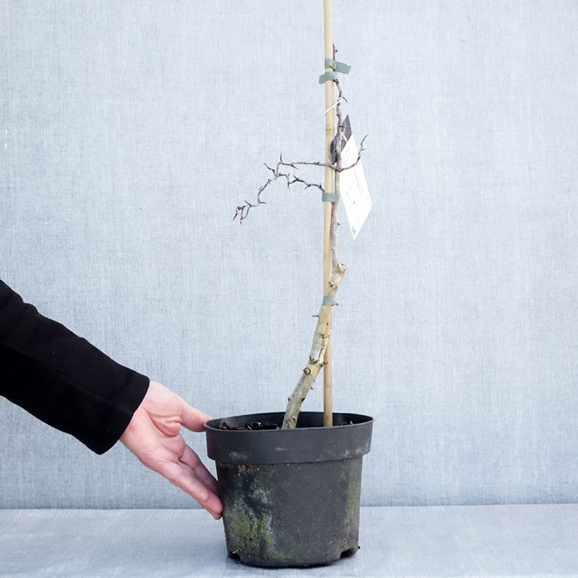 Espino albar - Crataegus monogyna Flexuosa Maceta 3L/4L Ejemplar entregado en invierno