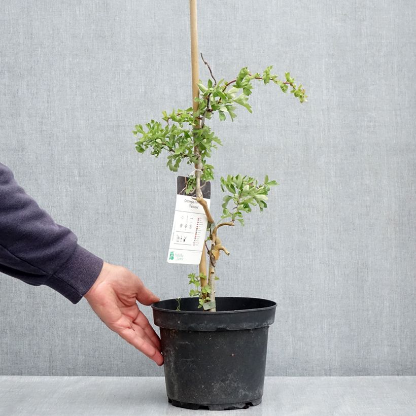 Espino albar - Crataegus monogyna Flexuosa Maceta 3L/4L Ejemplar entregado en la primavera