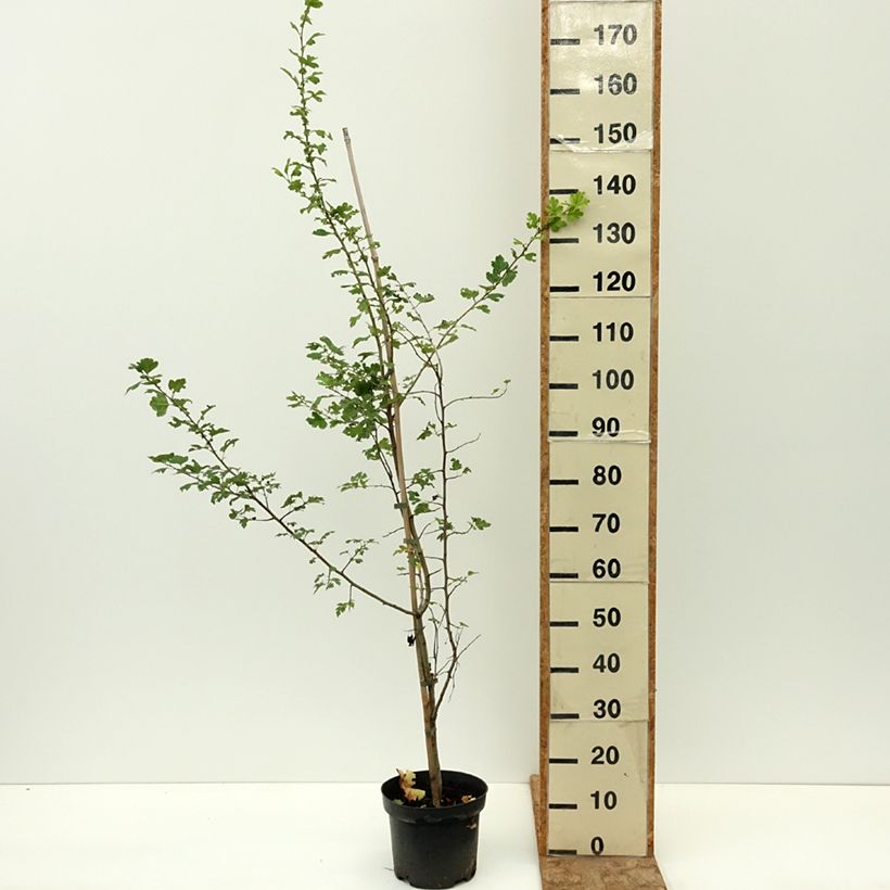 Ejemplar de Crataegus monogyna Versicolor - Espino albar Maceta 3L/4L entregado en verano