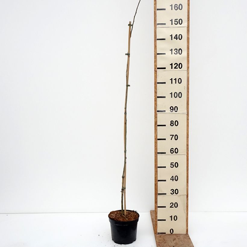 Crataegus monogyna Versicolor - Espino albar Maceta 3L/4L Ejemplar entregado en invierno