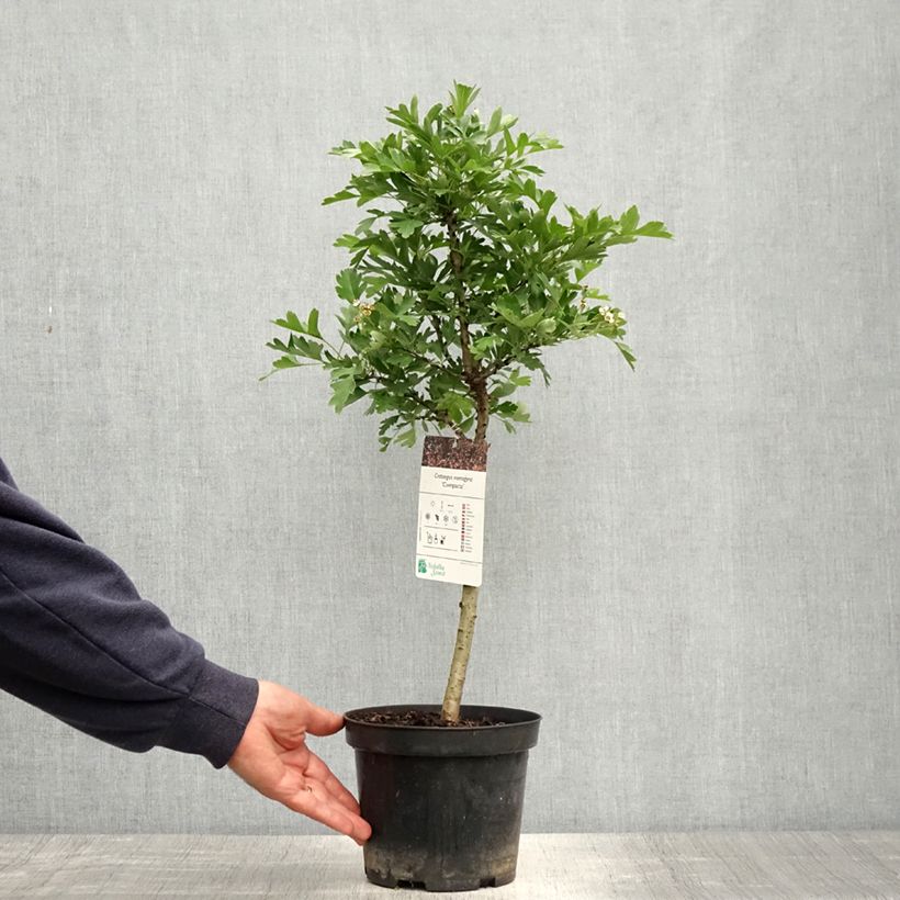 Crataegus monogyna Versicolor - Aubépine monogyne Maceta 3L/4L Ejemplar entregado en la primavera