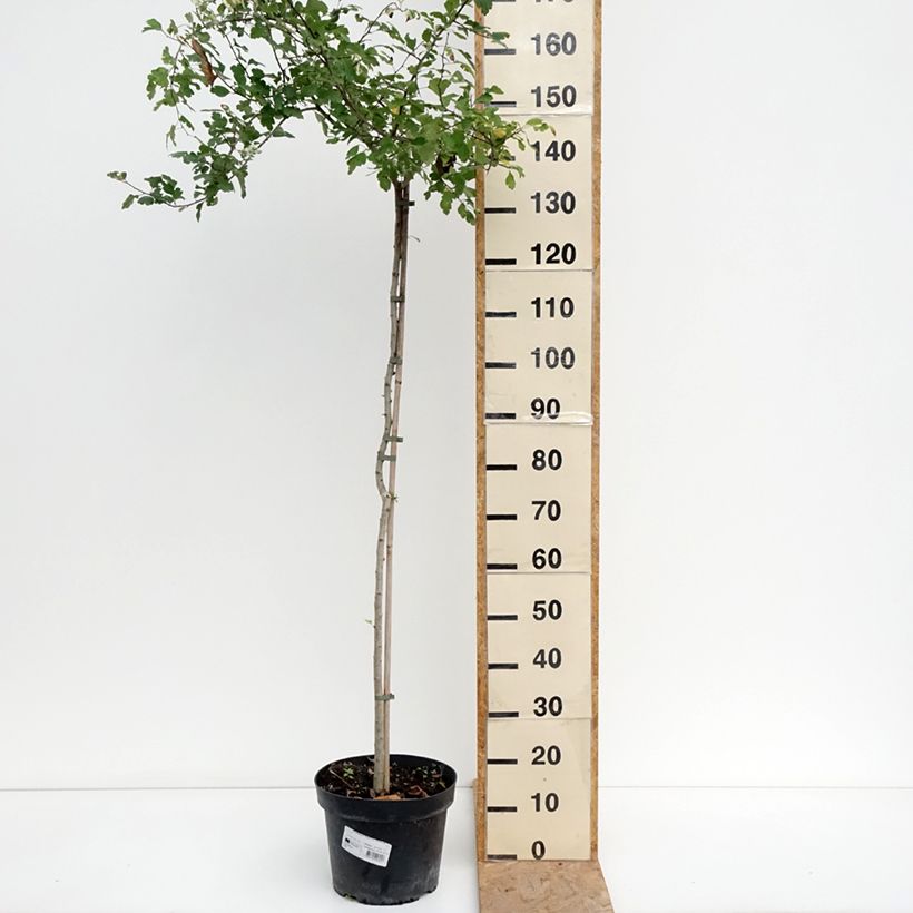 Ejemplar de Espino albar - Crataegus monogyna Gireoudii Maceta 7,5L / 10L entregado en verano
