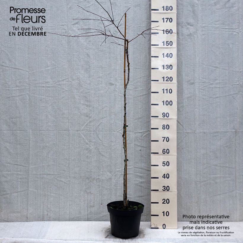 Espino albar - Crataegus monogyna Gireoudii Maceta 7,5L / 10L Ejemplar entregado en invierno