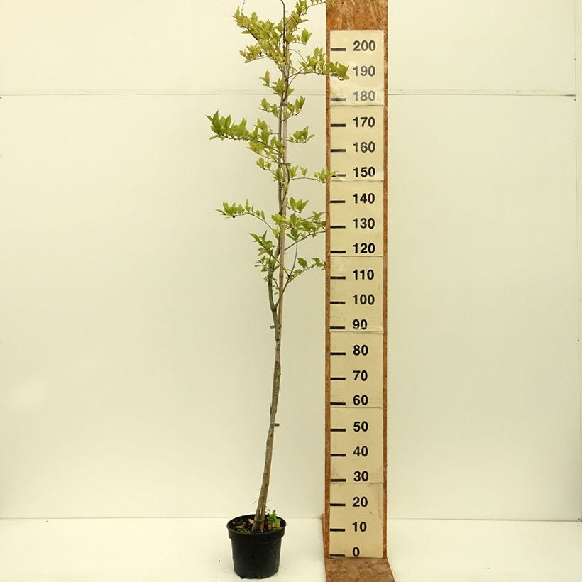 Ejemplar de Crataemespilus grandiflora Maceta 4L/5L, Tallo entregado en verano