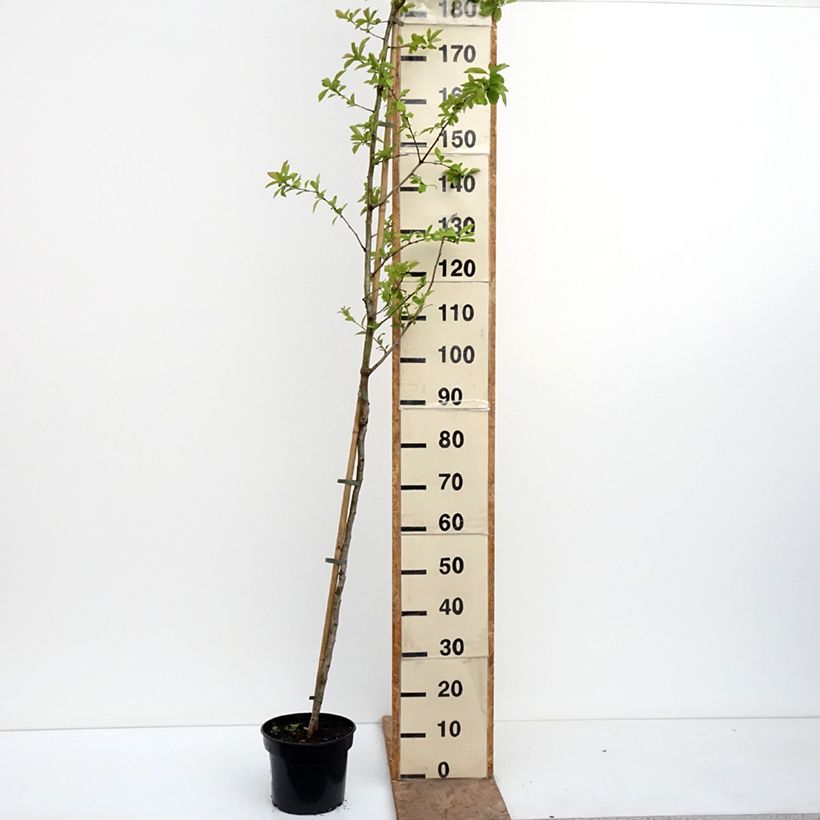 Crataemespilus grandiflora - Aubépine hybride Maceta 4L/5L, Tallo Ejemplar entregado en la primavera