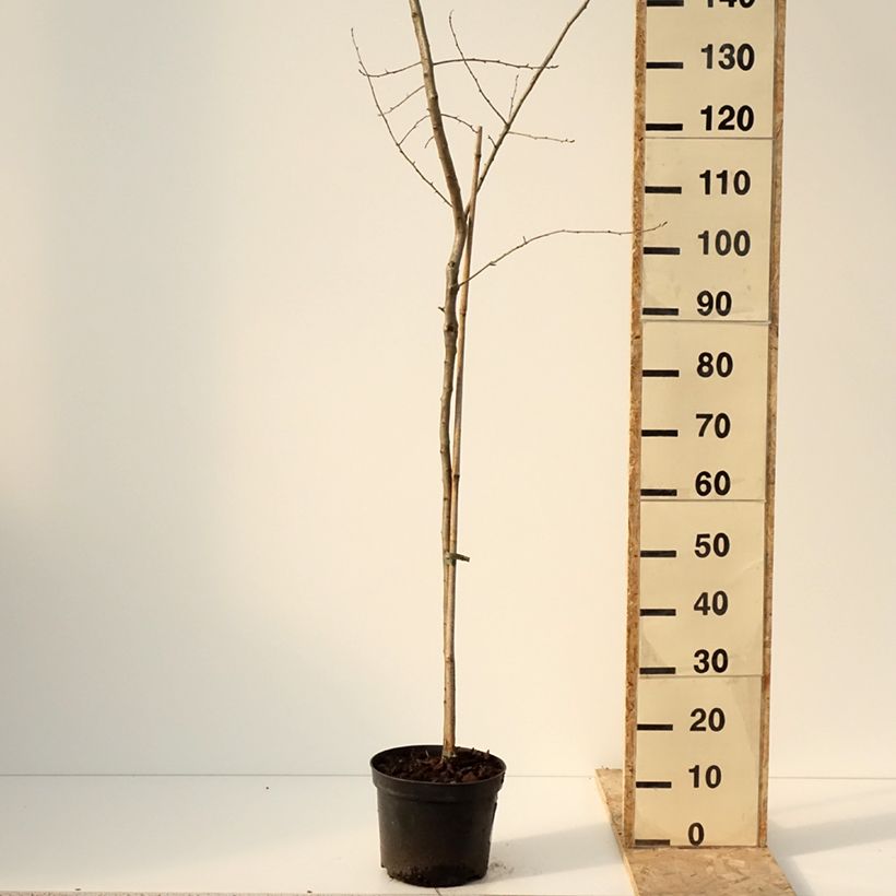 Crataemespilus grandiflora - Aubépine hybride Pot de 4L/5L, Tige Ejemplar entregado en invierno