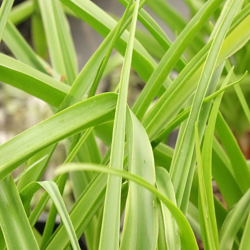 Crinum powellii Rosea - Lirios de pantanos (Follaje)