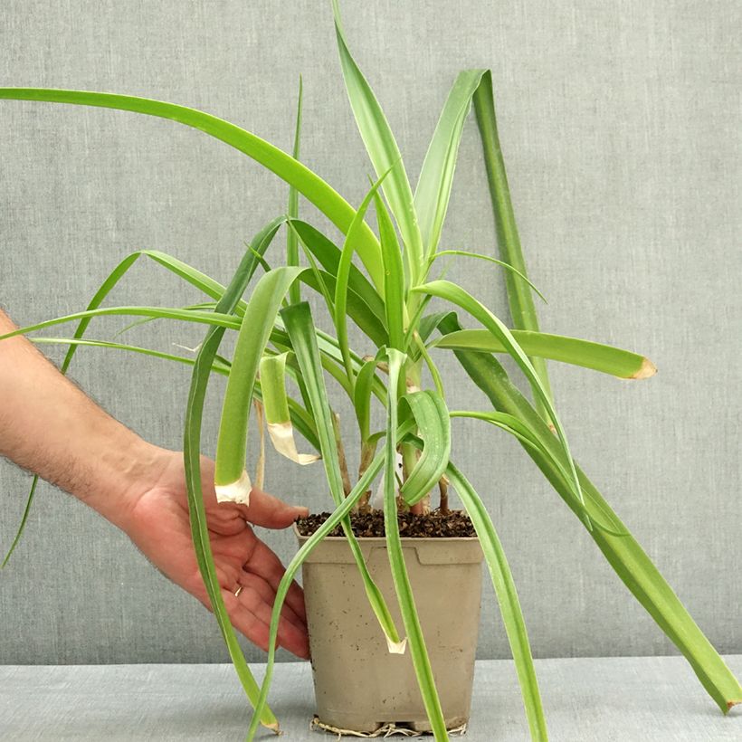 Ejemplar de Crinum powellii Rosea - Lirios de pantanos Maceta 2L/3L calibre 24+ entregado en verano