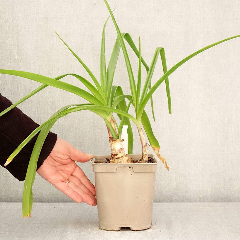 Crinum powellii Rosea - Lirios de pantanos Maceta 2L/3L calibre 24+ Ejemplar entregado en la primavera