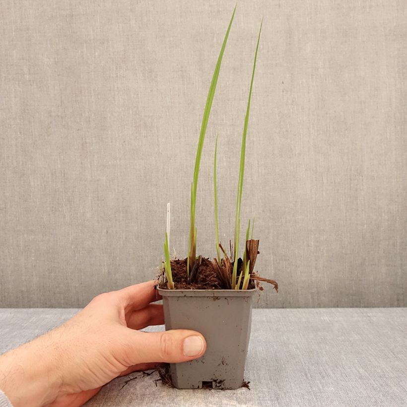 Crocosmia crocosmiiflora Buttercup Maceta de 8/9 cm calibre 7+ Ejemplar entregado en invierno