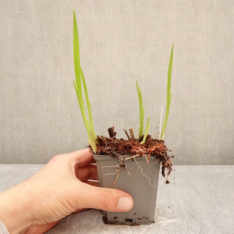 Crocosmia crocosmiiflora Norwich Canary Maceta de 8/9 cm calibre 7+ Ejemplar entregado en invierno