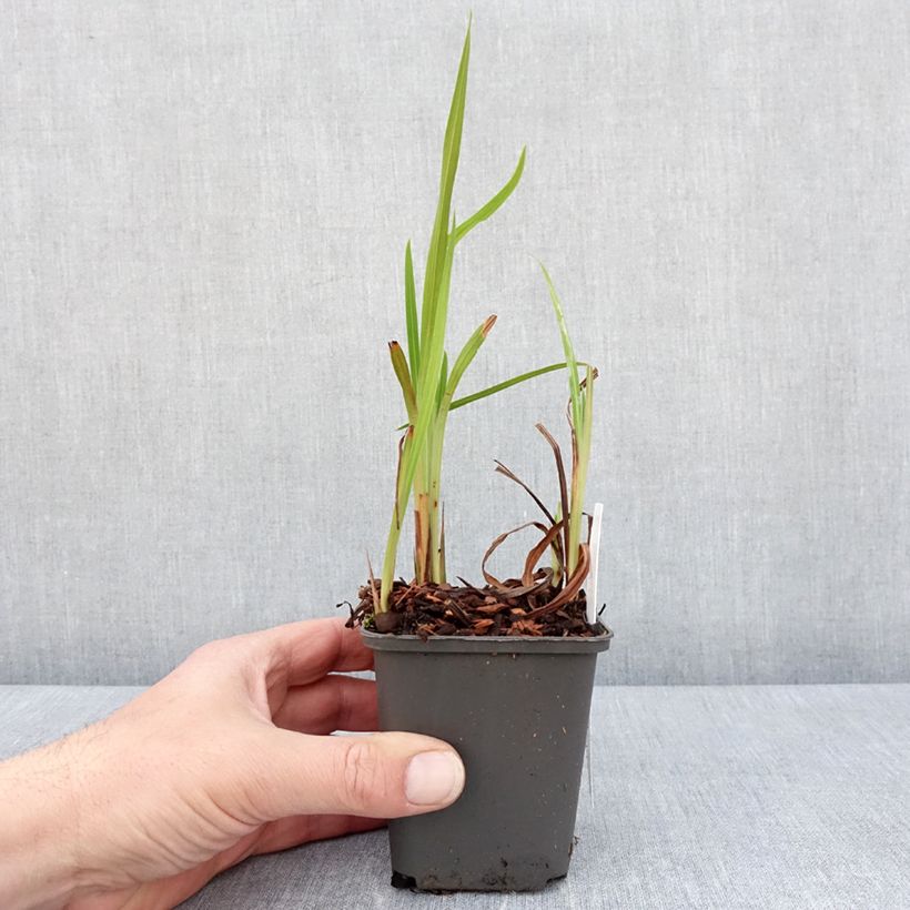 Crocosmia Saracen Maceta de 8/9 cm Ejemplar entregado en la primavera