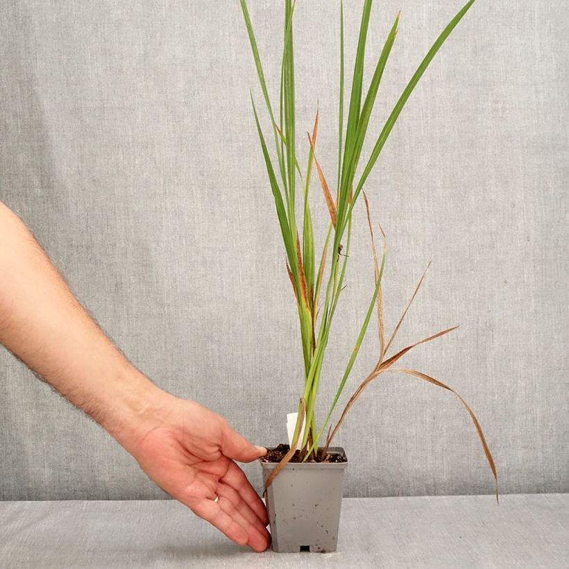 Ejemplar de Crocosmia masoniorum Maceta de 8/9 cm calibre 8/10 entregado en otoño