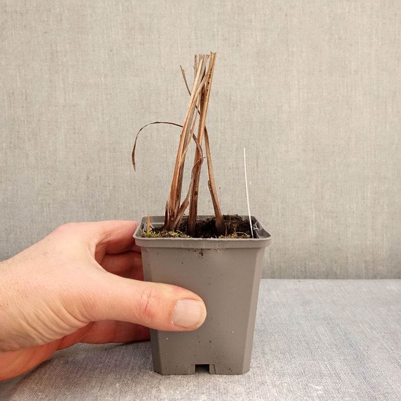 Crocosmia masoniorum Maceta de 8/9 cm calibre 8/10 Ejemplar entregado en invierno