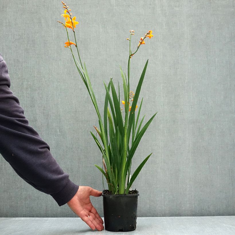 Ejemplar de Crocosmia crocosmiiflora Colombus Maceta 2L/3L calibre 7+ entregado en verano