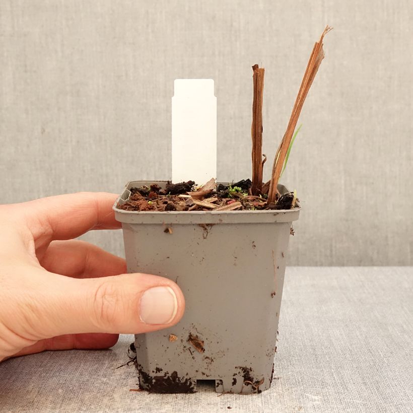 Crocosmia crocosmiflora Fire King Maceta de 8/9 cm calibre 6+ Ejemplar entregado en invierno