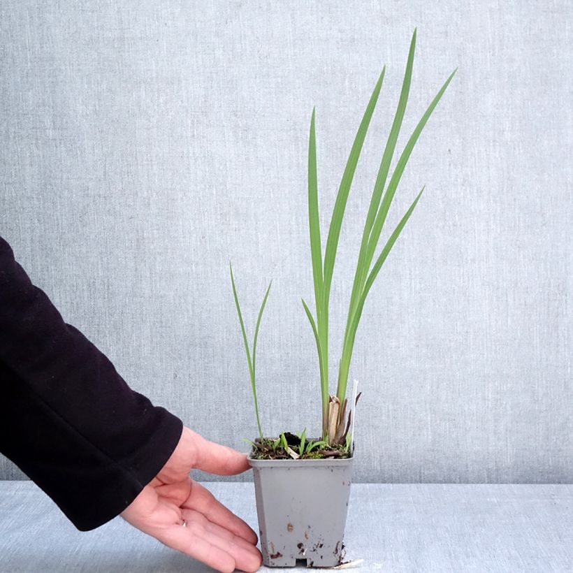 Crocosmia crocosmiflora Fire King Maceta de 8/9 cm calibre 6+ Ejemplar entregado en la primavera