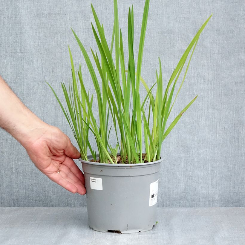 Crocosmia crocosmiflora Fire King Maceta 3L/4L calibre 6+ Ejemplar entregado en la primavera