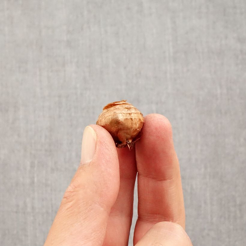 Ejemplar de Crocus biflorus Fairy - Croco Bulbo calibre 5+ entregado en otoño