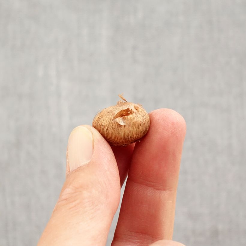 Ejemplar de Crocus laevigatus Fontenayi - Croco de otoño Bulbo calibre 4+ entregado en otoño