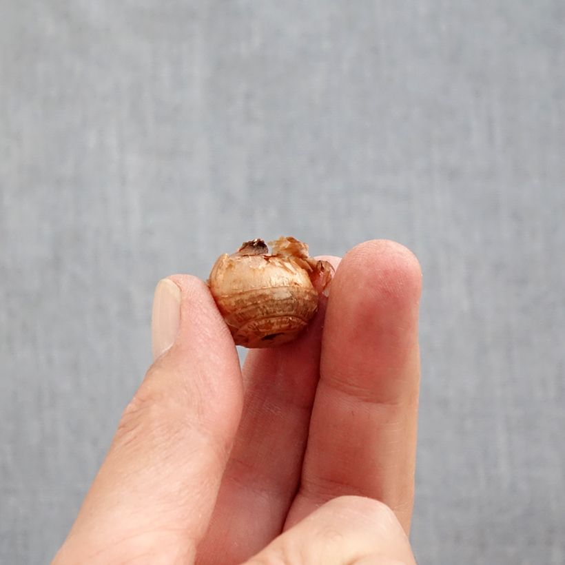 Ejemplar de Crocus chrysanthus Constellation Bulbo calibre 5+ entregado en otoño