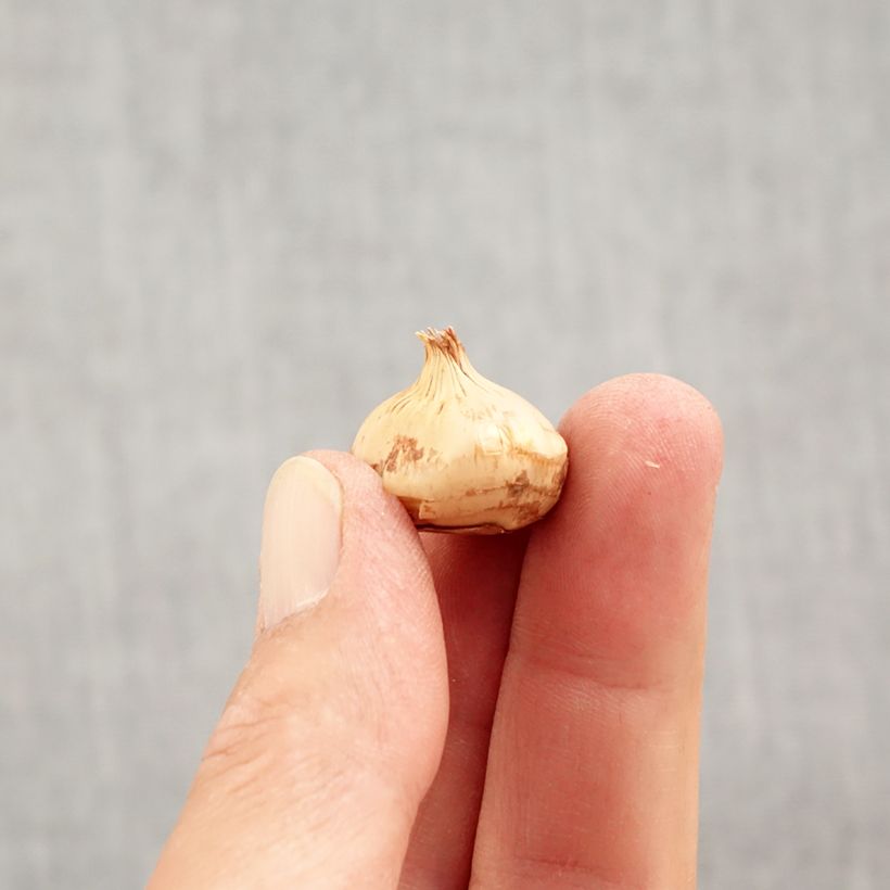 Ejemplar de Crocus chrysanthus Zwanenburg Bronze Bulbo calibre 5+ entregado en otoño