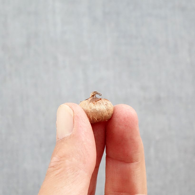 Ejemplar de Crocus imperati De Jager Bulbo calibre 5+ entregado en otoño