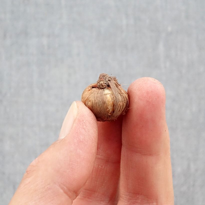 Ejemplar de Crocus ligusticus Bulbo calibre 5+ entregado en otoño