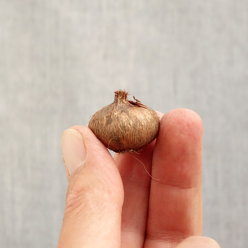 Ejemplar de Crocus Flower Record Bulbo calibre 7 entregado en otoño