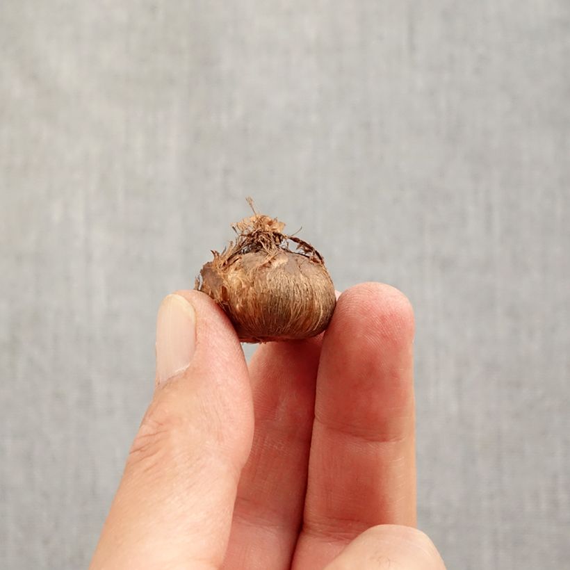 Ejemplar de Crocus Grand Maître Bulbo calibre 8+ entregado en otoño