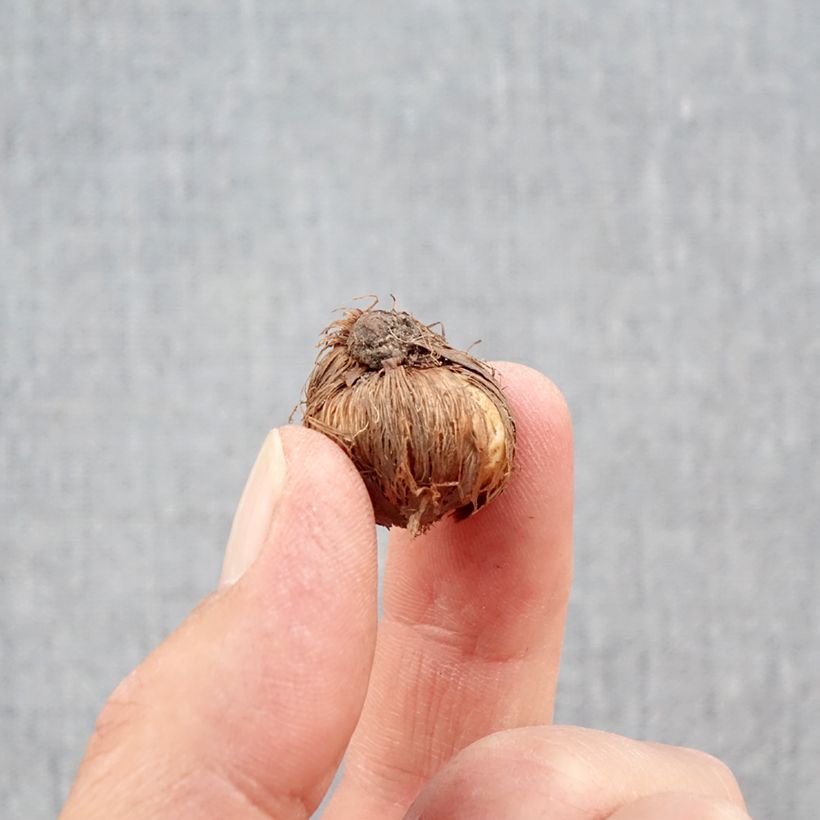 Ejemplar de Crocus minimus Bulbo calibre 5+ entregado en otoño